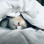 ‘숙면 트렌드’ 뜬다…한국인의 건강한 수면을 위한 생활 속 실천법 white cat sleeps under white comforter