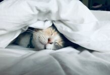 ‘숙면 트렌드’ 뜬다…한국인의 건강한 수면을 위한 생활 속 실천법 white cat sleeps under white comforter