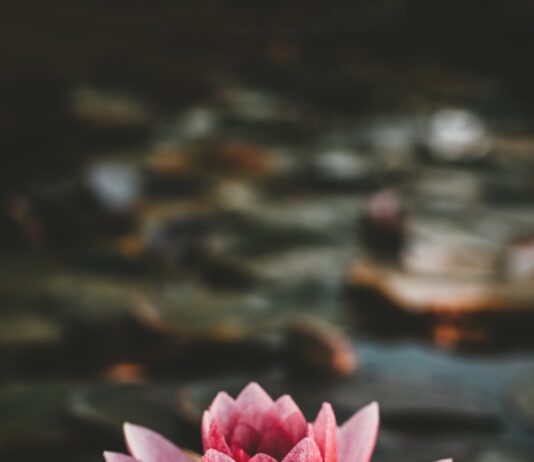“마음 챙김에서 디지털 디톡스까지… 일상 속 정신건강 지키는 생활 실천법” pink and white lotus flower