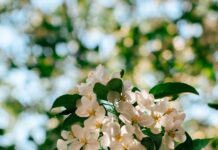 “뇌건강 관리, 생활 속 작은 실천에서 시작됩니다” Sunlit white apple blossoms against a blurred green background.