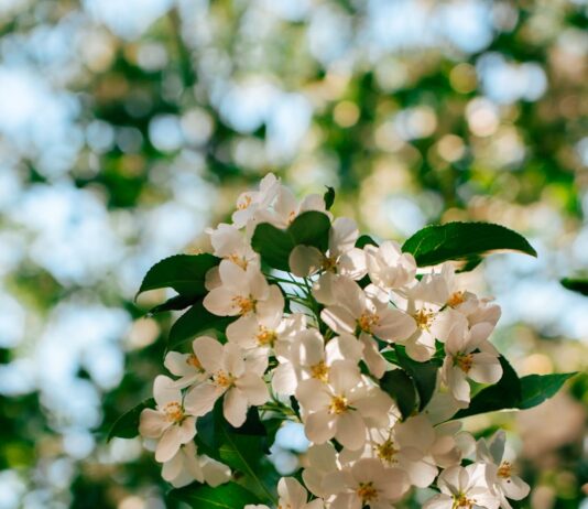 “뇌건강 관리, 생활 속 작은 실천에서 시작됩니다” Sunlit white apple blossoms against a blurred green background.