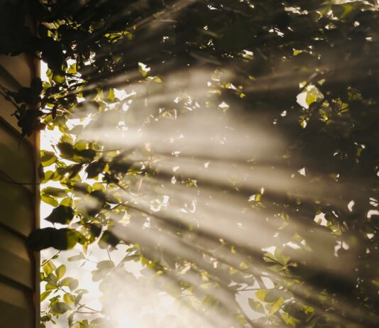 만성피로, 생활 속 작은 변화로 이겨낸다…실천 가능한 ‘리셋 루틴’ 주목 sun rays coming through trees